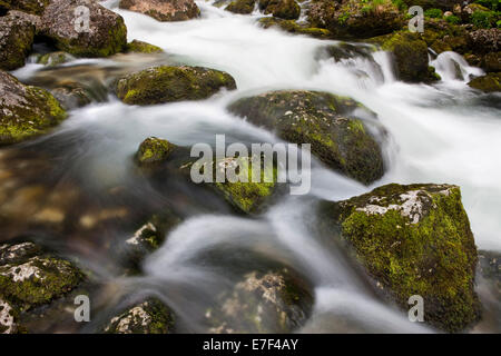 Brook avec pierres couvert de mousse, Cascade de Golling, Salzbourg, Autriche Banque D'Images