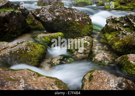 Brook avec pierres couvert de mousse, Cascade de Golling, Salzbourg, AustriaSteinen, Banque D'Images