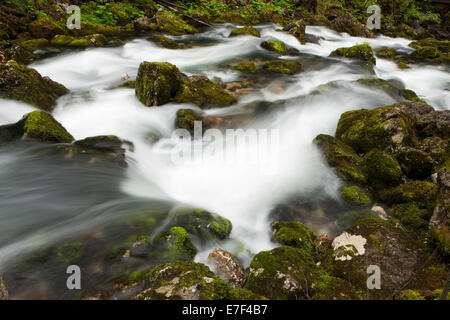 Brook avec pierres couvert de mousse, Cascade de Golling, Salzbourg, AustriaSteinen, Banque D'Images