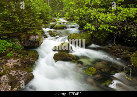 Brook avec pierres couvert de mousse, Cascade de Golling, Salzbourg, Autriche Banque D'Images