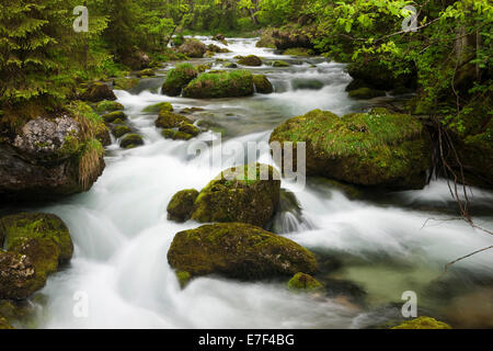 Brook avec pierres couvert de mousse, Cascade de Golling, Salzburg, Autriche, Banque D'Images