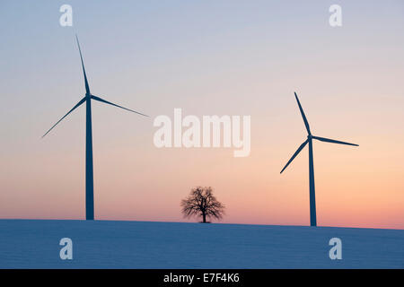 Éoliennes et seul tilleul (Tilia spp.) au crépuscule en hiver, Thuringe, Allemagne Banque D'Images