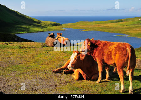 Les vaches au repos avec un veau à un point d'observation, Neist Point, Ross, Skye et Lochaber, Ile de Skye, Ecosse, Royaume-Uni Banque D'Images