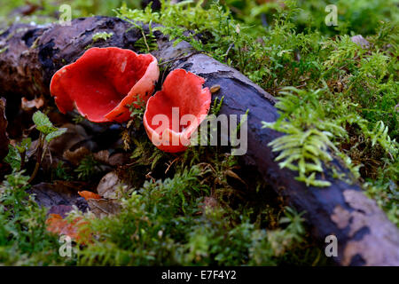 Scarlet, Scarlet Coupe Elf Elf capuchon ou l'écarlate Sarcoscypha coccinea (coupe) sur une branche d'arbre avec de la mousse, Lautertal, Ehingen Banque D'Images