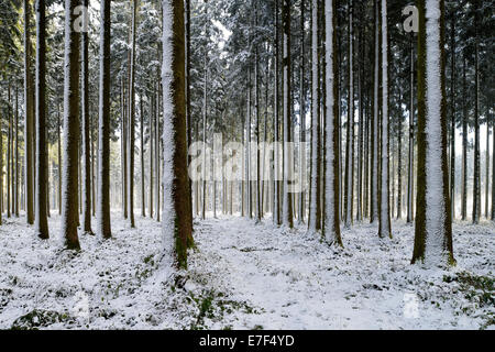 Forêt de conifères couverts de neige avec la neige fraîchement tombée, Oberkirch, Canton de Zurich, Suisse Banque D'Images