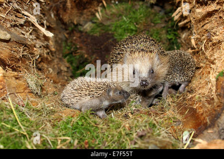 Hérisson européen (Erinaceus europaeus) avec les jeunes, de 19 jours, dans le nid dans une vieille souche d'arbre, Allgäu, Bavière, Allemagne Banque D'Images