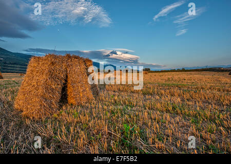 Bottes de foin dans les champs, Gubbio, Ombrie, Italie Banque D'Images