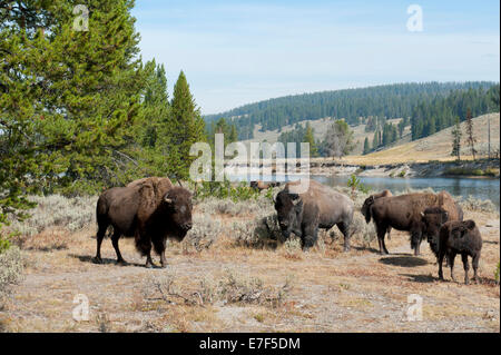 Troupeau de bison d'Amérique (Bison bison) à côté de la rivière Yellowstone, le Parc National de Yellowstone, Wyoming, USA Banque D'Images