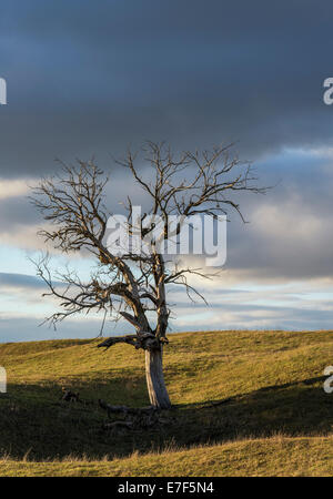 Arbre mort au volcan éteint Hohentwiel, Hegau, Bade-Wurtemberg, Allemagne Banque D'Images