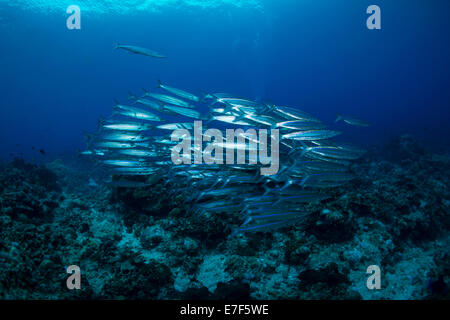 L'École d'Sharpfin ou barracuda (Sphyraena Barracuda's Heller helleri), Philippines Banque D'Images