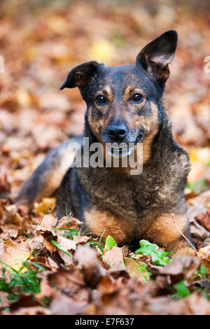 Mixed breed dog, Mongrel, allongé sur les feuilles d'automne Banque D'Images