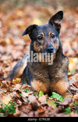 Mixed breed dog, Mongrel, allongé sur les feuilles d'automne Banque D'Images