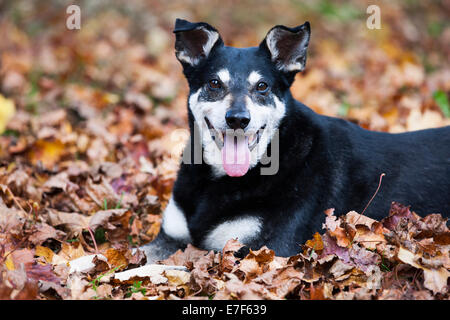 Chien de race mixte, Mongrel, vieux chien, allongé sur les feuilles d'automne Banque D'Images