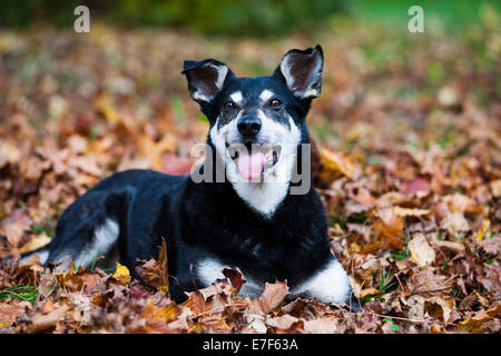 Chien de race mixte, Mongrel, vieux chien, allongé sur les feuilles d'automne Banque D'Images