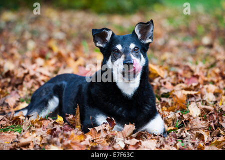 Chien de race mixte, Mongrel, vieux chien, allongé sur les feuilles d'automne, lécher sa bouche Banque D'Images