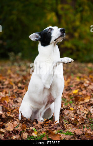 Chien de race mixte, Mongrel, noir et blanc, assis dans les feuilles d'automne avec une patte relevée Banque D'Images