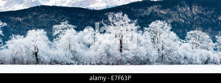 Forêt de chêne recouvert de givre, Tyrol du Nord, Autriche Banque D'Images