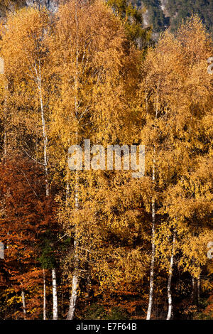 Forêt de bouleaux en automne, Tyrol du Nord, Autriche Banque D'Images