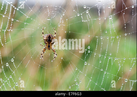 Cambridgeshire UK 16 septembre 2014. Un jardin commun attend spider sur son couvert de rosée sur le web un matin d'automne brumeux. Des centaines de minuscules gouttelettes d'eau de l'air humide couvrent chaque brin délicat de web. Le temps devrait s'effacer avec douches possible plus tard. Julian crédit Eales/Alamy Live News Banque D'Images