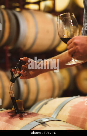 Man vin dégustation Banque D'Images