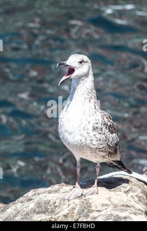 Seagull screaming Banque D'Images