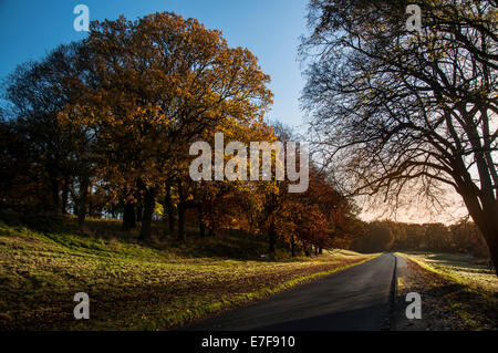 Les couleurs de l'automne : Phoenix Park, Dublin, Irlande. Banque D'Images