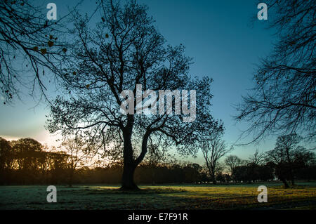 Les couleurs de l'automne : Phoenix Park, Dublin, Irlande. Banque D'Images