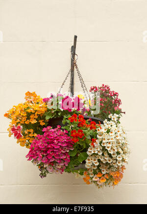 Hanging Basket avec masse de fleurs annuelles aux couleurs vives, y compris les nemesias et pétunias, contre un mur de briques peint crème Banque D'Images