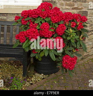 Rhododendron avec de grandes grappes de fleurs rouge brillant en remous de Brecon, Wales Banque D'Images