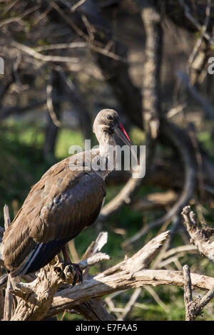 Hadeda Ibis perché dans un arbre mort Banque D'Images