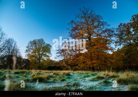 Les couleurs de l'automne : Phoenix Park, Dublin, Irlande. Banque D'Images