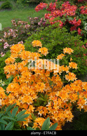 Azalea orange dans une frontière mixtes Banque D'Images