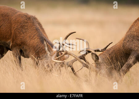 Deux rouges berghoff rut à Richmond Park, London, UK Banque D'Images