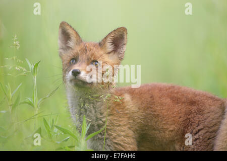 Kit Red Fox (Vulpes vulpes) Banque D'Images