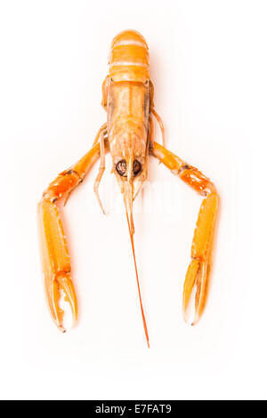 Langoustine (Nephrops norvegicus),crevettes de la baie de Dublin ou homard de Norvège isolé sur un fond de studio blanc.osstine Banque D'Images