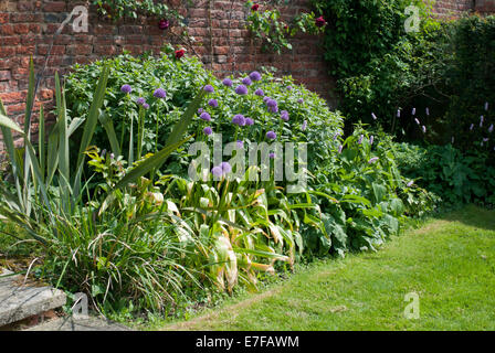 Un mélange de plantes poussant dans un allium border Doddington Hall, Lincolnshire Banque D'Images