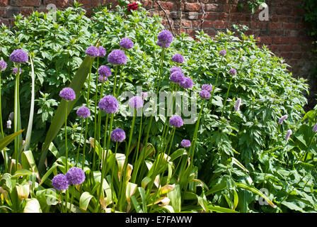 Un mélange de plantes poussant dans un allium border Doddington Hall, Lincolnshire Banque D'Images