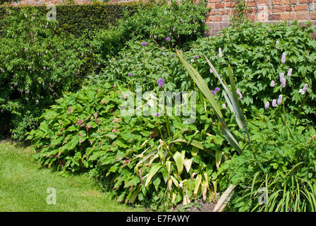 Un mélange de plantes poussant dans un allium border Doddington Hall, Lincolnshire Banque D'Images