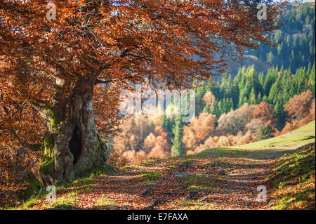 Seul arbre jaune close up Banque D'Images