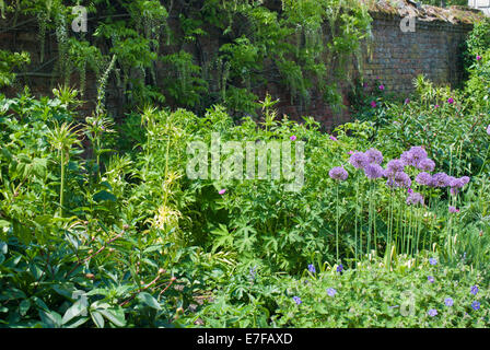 Un mélange de plantes poussant dans un allium border Doddington Hall, Lincolnshire Banque D'Images