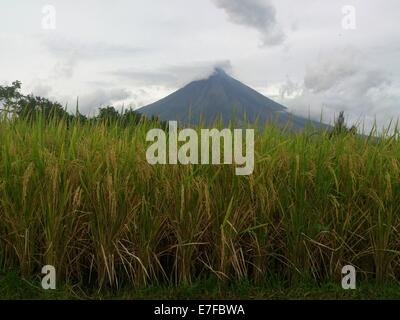 La ville de Legaspi, Philippines. 16 Septembre, 2014. L'Institut philippin de volcanologie et de Sismologie (Philvocs) placé du volcan Mayon en alerte niveau 3 en raison d'un notable "escalade de troubles civils", ce qui signifie que le volcan est relativement élevé de troubles et montrant que le magma est au cratère, éruption dangereux est également dans un délai de quelques semaines. Mardi matin, il a été enregistré 32 séisme volcanique et rock 72 événements de l'automne au cours des dernières 24 heures. Sherbien Dacalanio : Crédit / Alamy Live News Banque D'Images