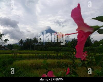 La ville de Legaspi, Philippines. 16 Septembre, 2014. L'Institut philippin de volcanologie et de Sismologie (Philvocs) placé du volcan Mayon en alerte niveau 3 en raison d'un notable "escalade de troubles civils", ce qui signifie que le volcan est relativement élevé de troubles et montrant que le magma est au cratère, éruption dangereux est également dans un délai de quelques semaines. Mardi matin, il a été enregistré 32 séisme volcanique et rock 72 événements de l'automne au cours des dernières 24 heures. Sherbien Dacalanio : Crédit / Alamy Live News Banque D'Images