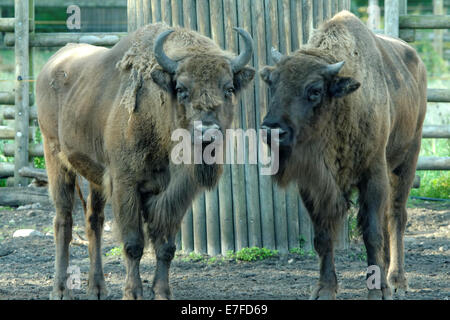 Bison d'Europe (Bison bonasus), également connu sous le nom de bison ou le bison des bois, est une espèce eurasienne de bison. Banque D'Images