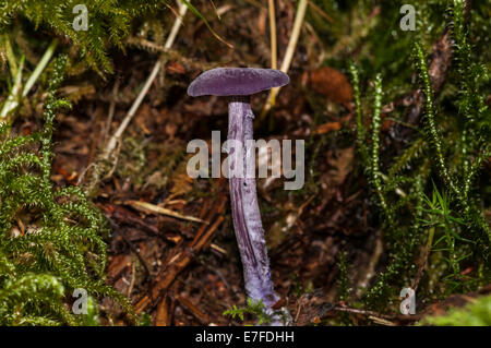 Une Améthyste Laccaria amethystina trompeur, champignon, parmi les mousses en forêt Mabie, Dumfries, en Écosse. Banque D'Images