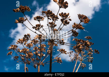 Graines mortes responsables des cow parsley plant, Anthriscus sylvestris, contre un ciel d'automne bleu Banque D'Images