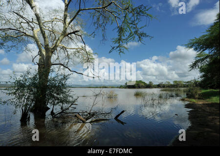 Reflet de l'arbre Acacia xanthophloea fièvre en eau calme de Nsumo pan dans la réserve naturelle de Mkhuze KwaZulu-Natal Afrique du Sud Banque D'Images