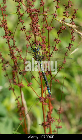 Le sud de femelle (Aeshna cyanea) hawker Banque D'Images