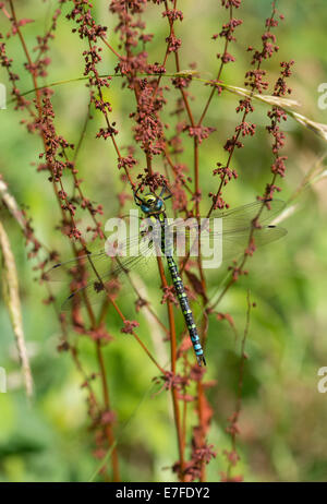 Le sud de femelle (Aeshna cyanea) hawker Banque D'Images