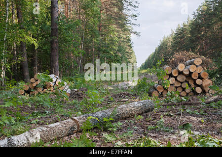 Nouvelle pochette d'dans une forêt avec des troncs portant sur le terrain Banque D'Images