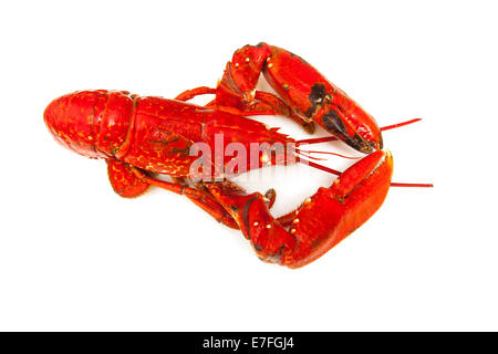 La cuisson du homard européen isolé sur un fond blanc studio. Banque D'Images